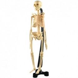 SCHELETRO CORPO UMANO CM. 85