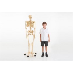 SCHELETRO CORPO UMANO CM. 160